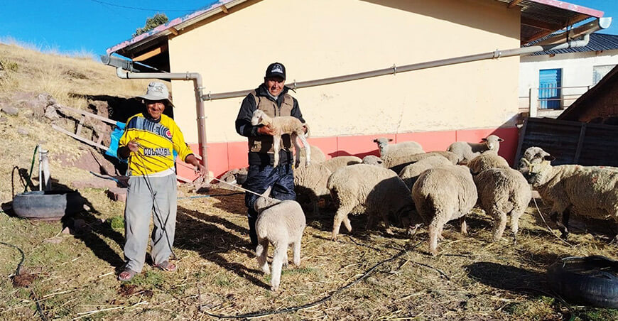Pradera GORE Puno capacitación ganaderos ovinos