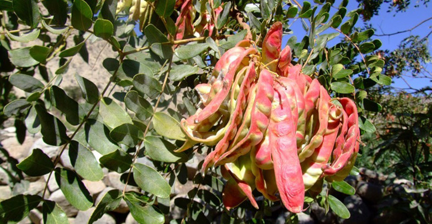 cultivo de tara Perú