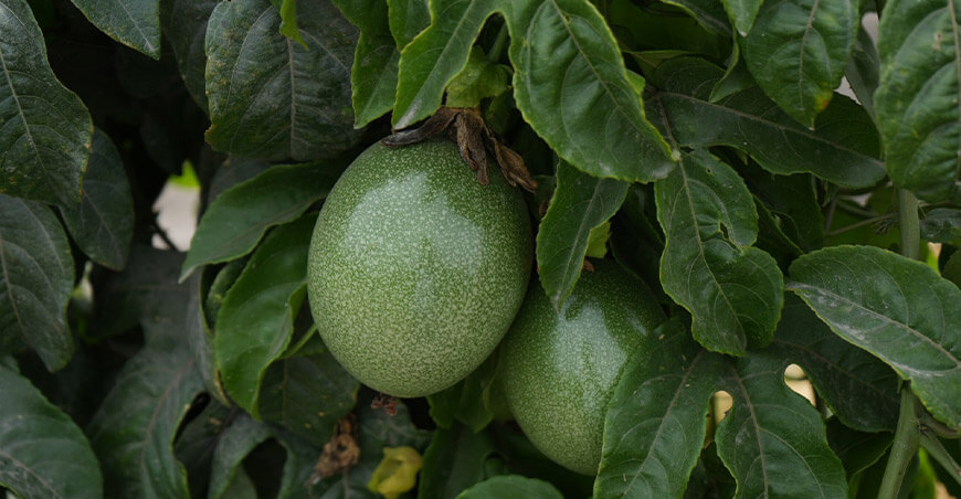 cultivo de maracuyá Perú