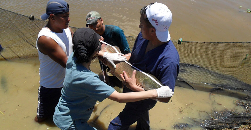 crianza peces amazónicos acuicultura Amazonía peruana