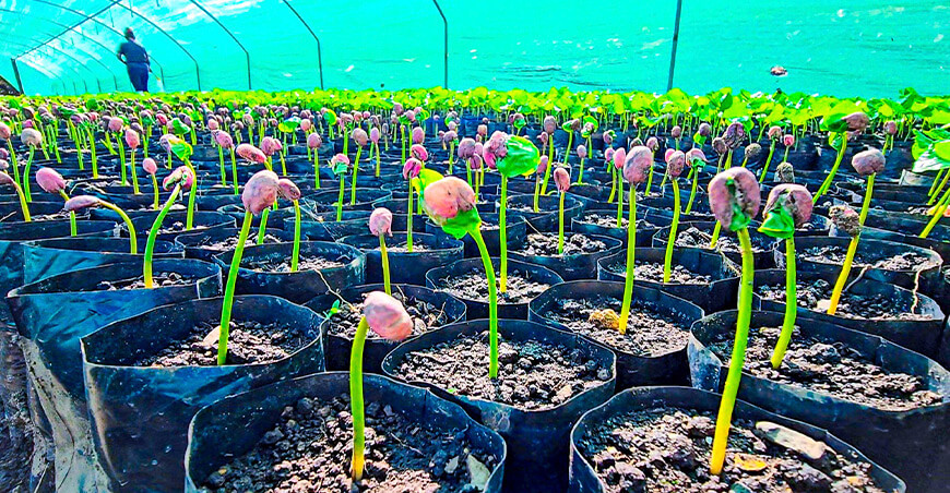producción de plantones de café Cusco Perú