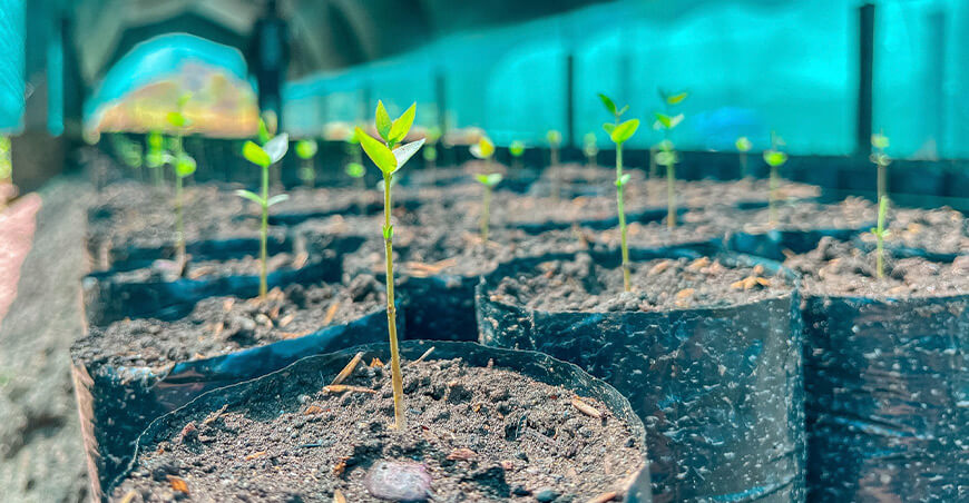 Impulsan el desarrollo productivo de Kimbiri con guanábana y camu camu Cusco Perú