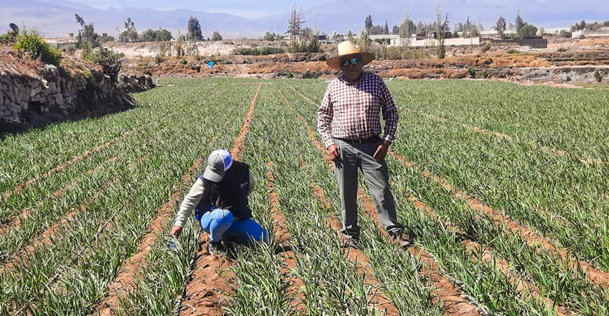 productor de ajos chino morado El Cural Uchumayo Arequipa