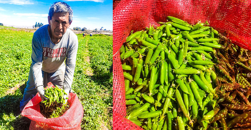 Uso de microorganismos benéficos incrementa producción de arveja en El Cural Arequipa Perú