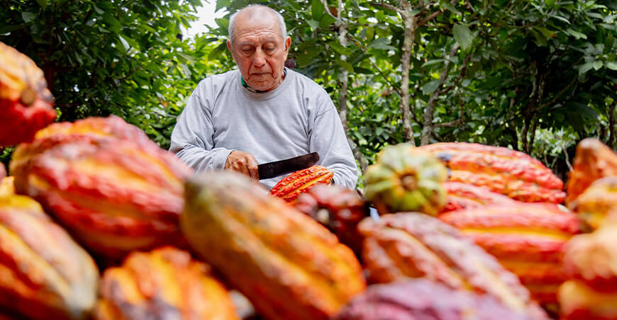 Perú productor de cacao peruano