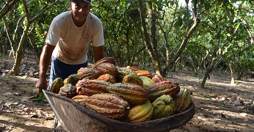 productor de cacao Perú