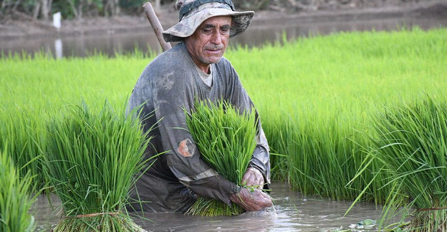 productor de cultivo de arroz Perú