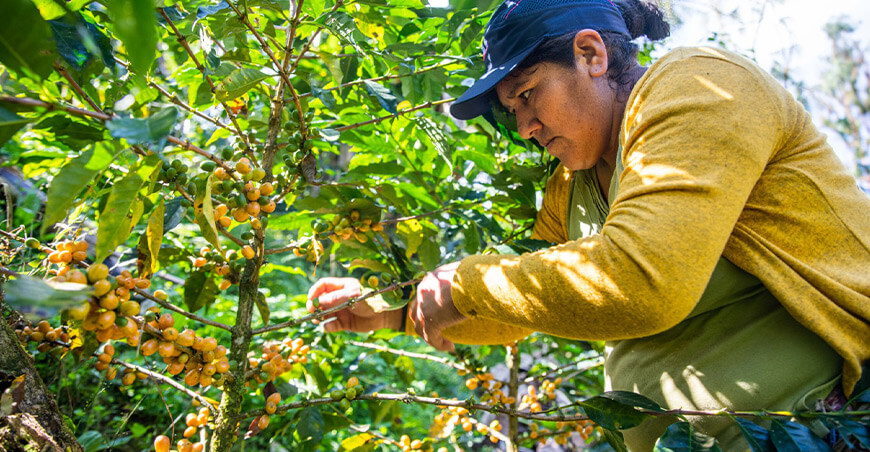 productora de café Vraem Devida Perú