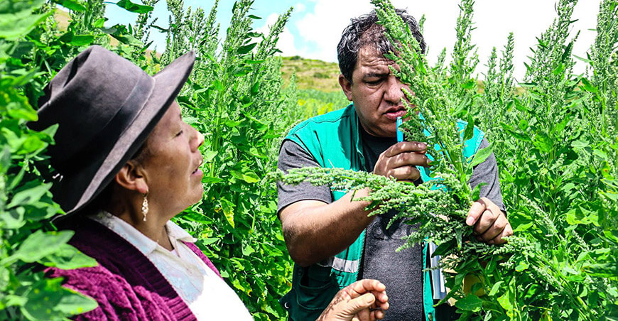 productora de quinua Apurímac Perú