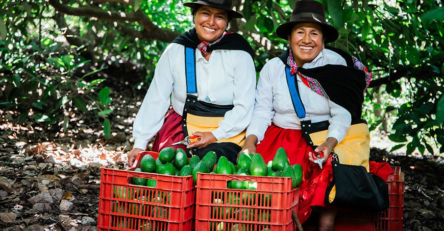 productora de palta peruana