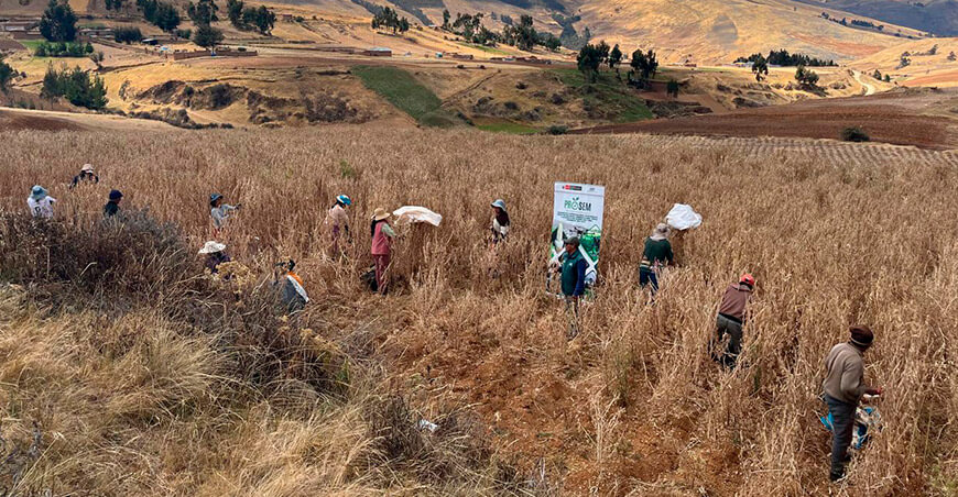 Productores cosecharon 2 TM de semillas de tarwi Andenes 90 con alta calidad genética INIA Perú