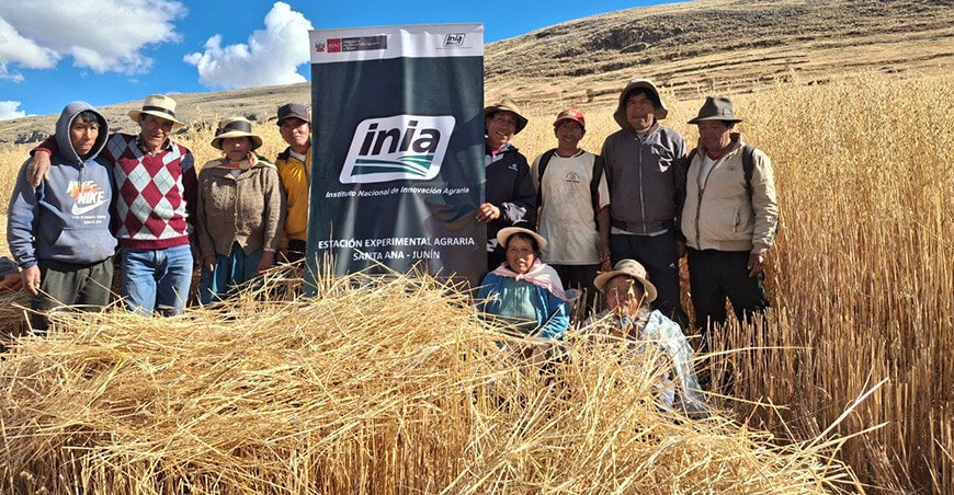 Productores cosecharon 4 TM de semillas de avena forrajera de alta calidad genética Junín