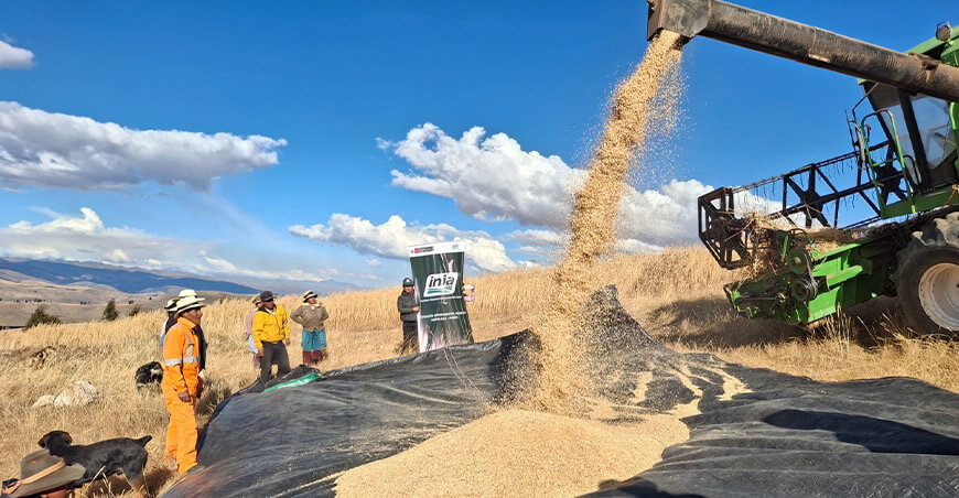 Productores cosecharon 4 TM de semillas de avena forrajera de alta calidad genética Junín Perú