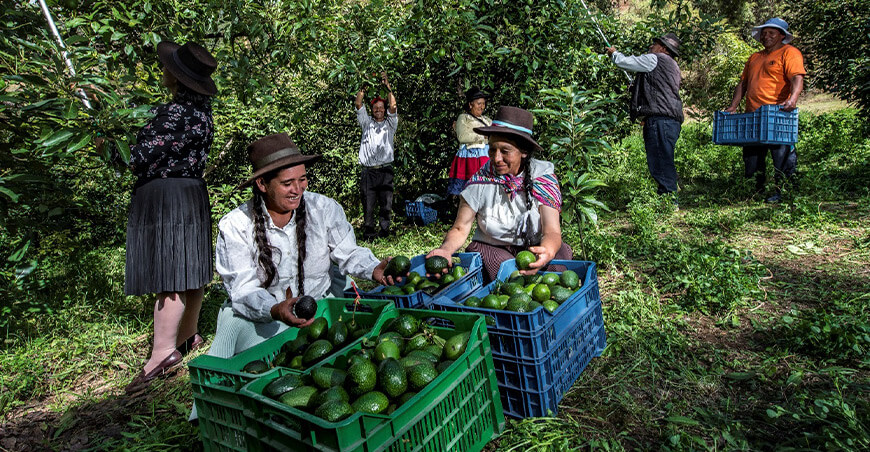 Perú productores de palta Hass peruana