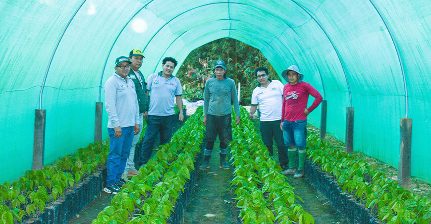producción de plantones de cacao y frutales Vraem Perú Provraem