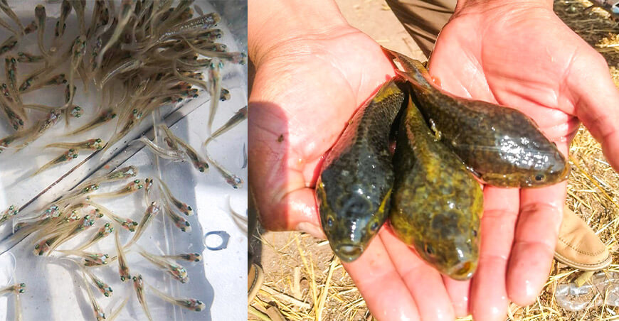 Registran resultados positivos en la producción de carachis en el Lago Titicaca Puno Perú