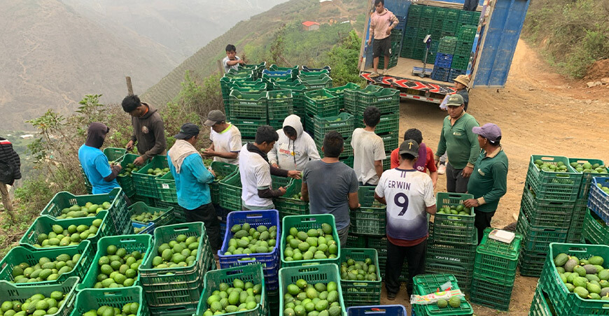 Perú Áncash exportación palta Hass peruana