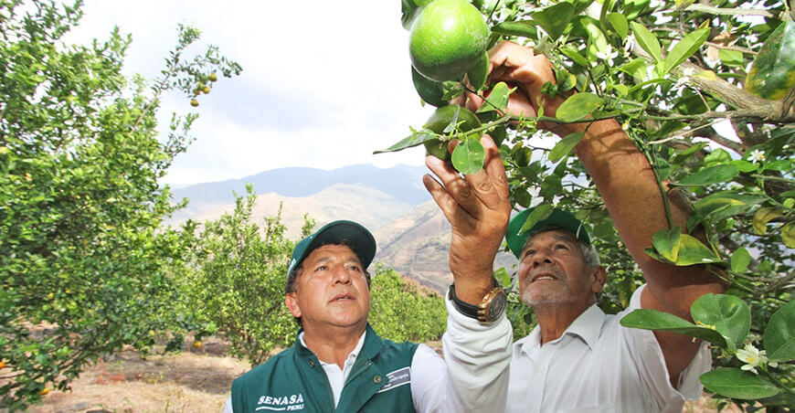 Senasa Mosca de la fruta limón Perú