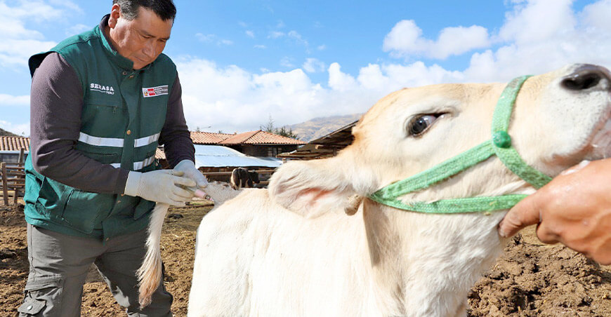 Senasa campaña vacunación ganado vacuno bovino Perú