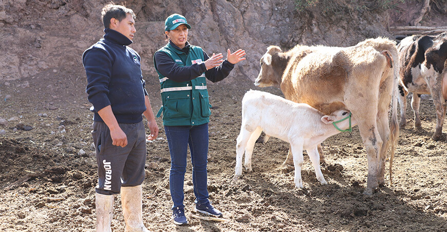 Senasa campaña capacitación ganaderos vacunos bovinos Perú