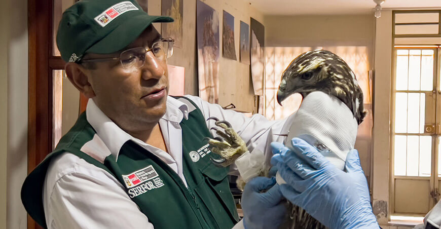 Serfor rescata a un aguilucho herido en la provincia de Huaylas Ancash Perú