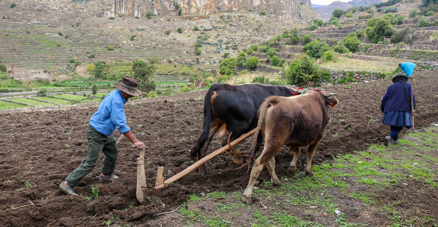 campaña de siembras productores Perú