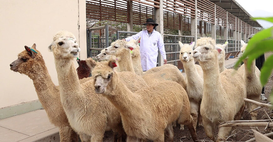UNALM estudia mejoras en la reproducción de alpacas durante sequías altoandinas Perú