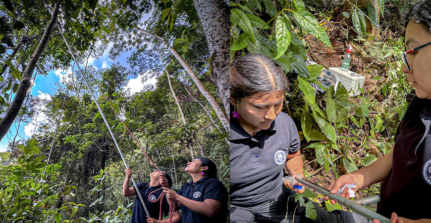 UNTRM impulsa innovación en mejoramiento genético forestal