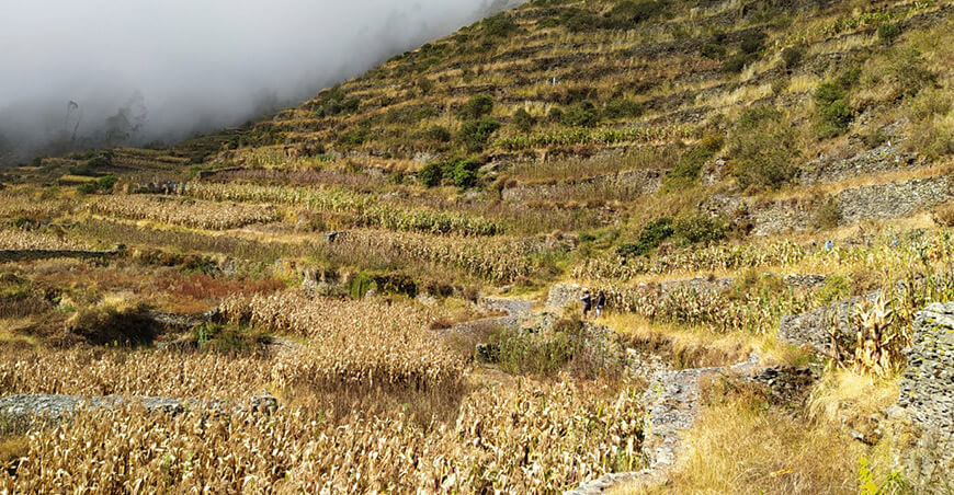 ONU otorgó Premio Ecuatorial 2025 a la Zona de Agrobiodiversidad Andenes de Cuyocuyo del Perú