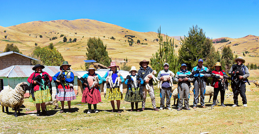 Registran el nacimiento de casi 2000 crías de ovinos por inseminación artificial en Livitaca Cusco Perú