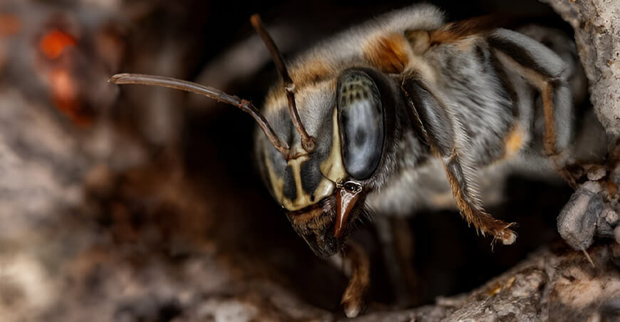 Abejas sin aguijón Amazonía Perú