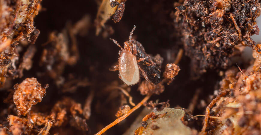 ácaro predador Stratiolaelaps scimitus