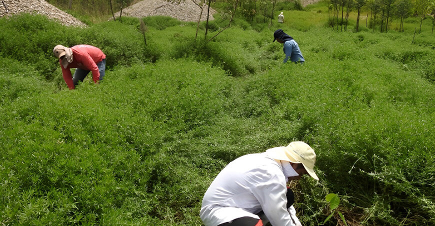 Biorremediación de suelos con alfalfa tropical Amazonía peruana