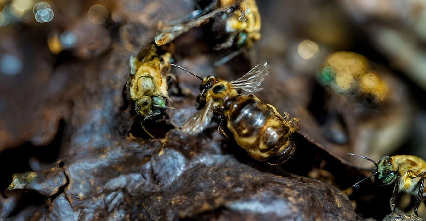 Abejas sin aguijón Amazonía Perú