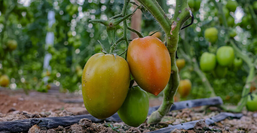 Proyecto de Biohuerto y Agricultura Urbana beneficiará a 436 personas en San Antonio producción tomates Moquegua
