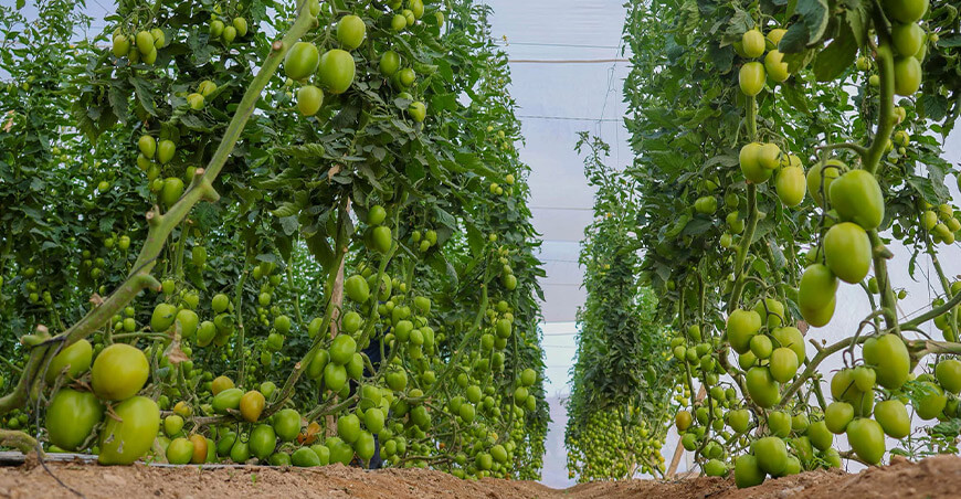 Proyecto de Biohuerto y Agricultura Urbana beneficiará a 436 personas en San Antonio producción tomates Moquegua