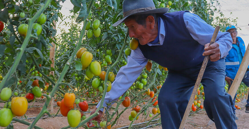 Inauguraron biohuertos para fortalecer producción de hortalizas en San Antonio Moquegua
