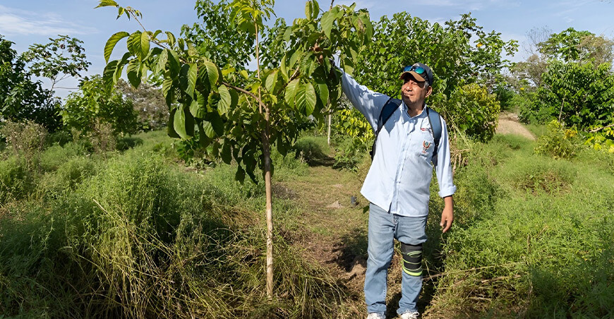 Biorremediación de suelos con alfalfa tropical Amazonía peruana