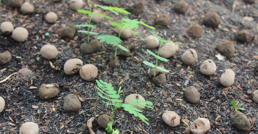 Esferas restauradoras logran crecimiento de especies nativas en zonas arrasadas por incendios en la Amazonía peruana