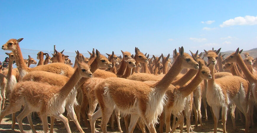 chaccu vicuñas Perú