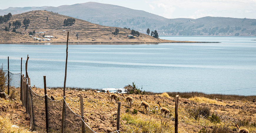 Vicuñas de Anapia fueron reubicadas a comités de Ácora y Mañazo Puno Perú
