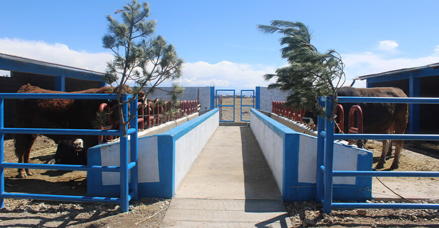 construcción módulos engorde ganado vacuno