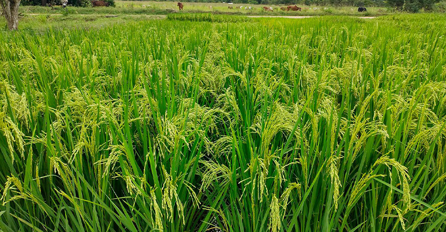 INIA entregó semillas certificadas de arroz y maíz amarillo a productores de Aguaytía Ucayali Perú