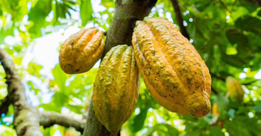 cultivo de cacao Perú