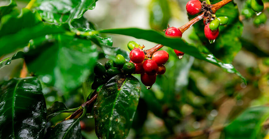 cultivo café Perú