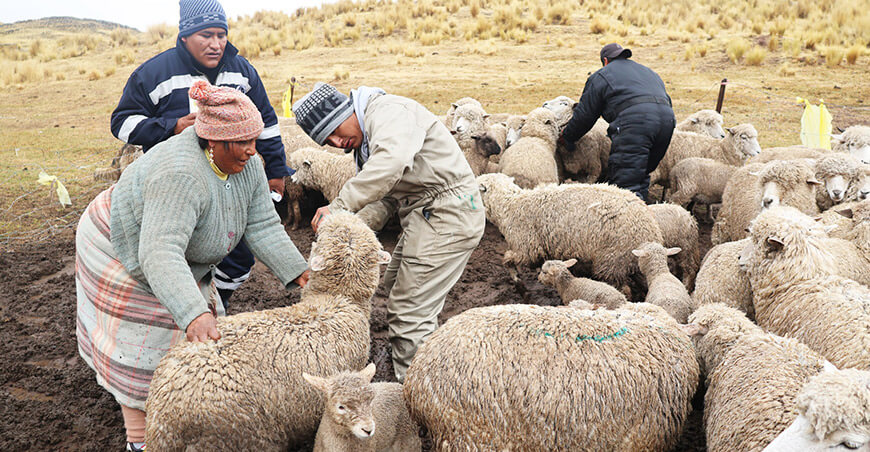 Desparasitarán más de 150 000 ovinos para fortalecer la ganadería en Puno
