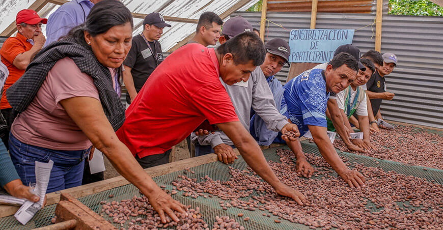 Cacaoteros fortalecieron sus capacidades en “Día de Campo” de Devida en San Martín Perú