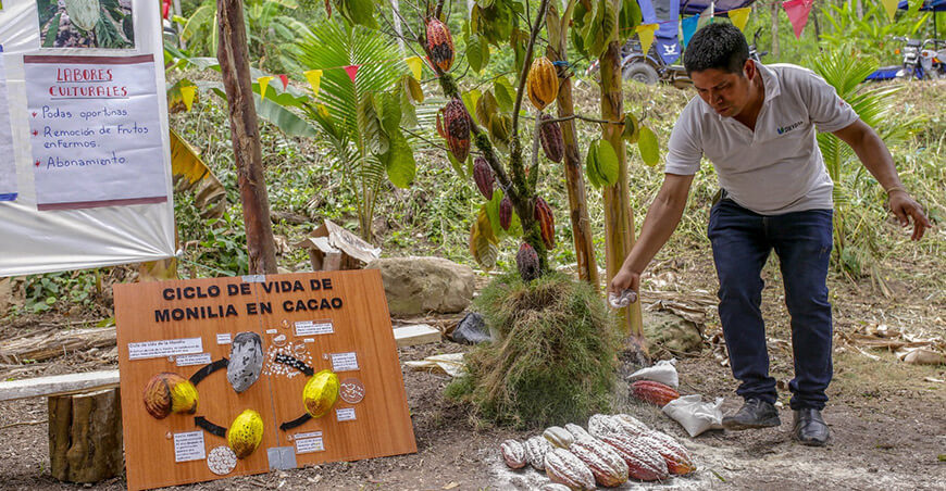 Cacaoteros fortalecieron sus capacidades en “Día de Campo” de Devida en San Martín Perú