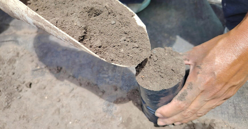 Devida impulsa la agroforestería en el Vraem con producción de plantones maderables
