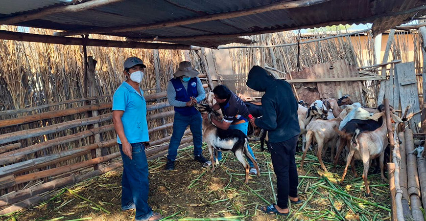 dosificación caprinos Piura Perú